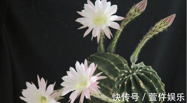 想让家里的仙人球开花爆盆,那怎么保证每年夏天爆盆呢