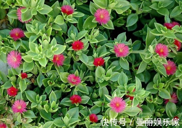 生活环境|牡丹吊兰不用养，几片叶子能自活，教你4招小秘诀，花开瀑布美翻