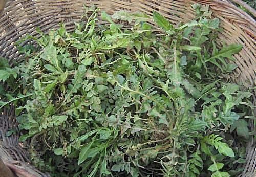 春天最該吃的野菜，很多人去摘，用來(lái)做菜是一絕，全家老少皆喜歡