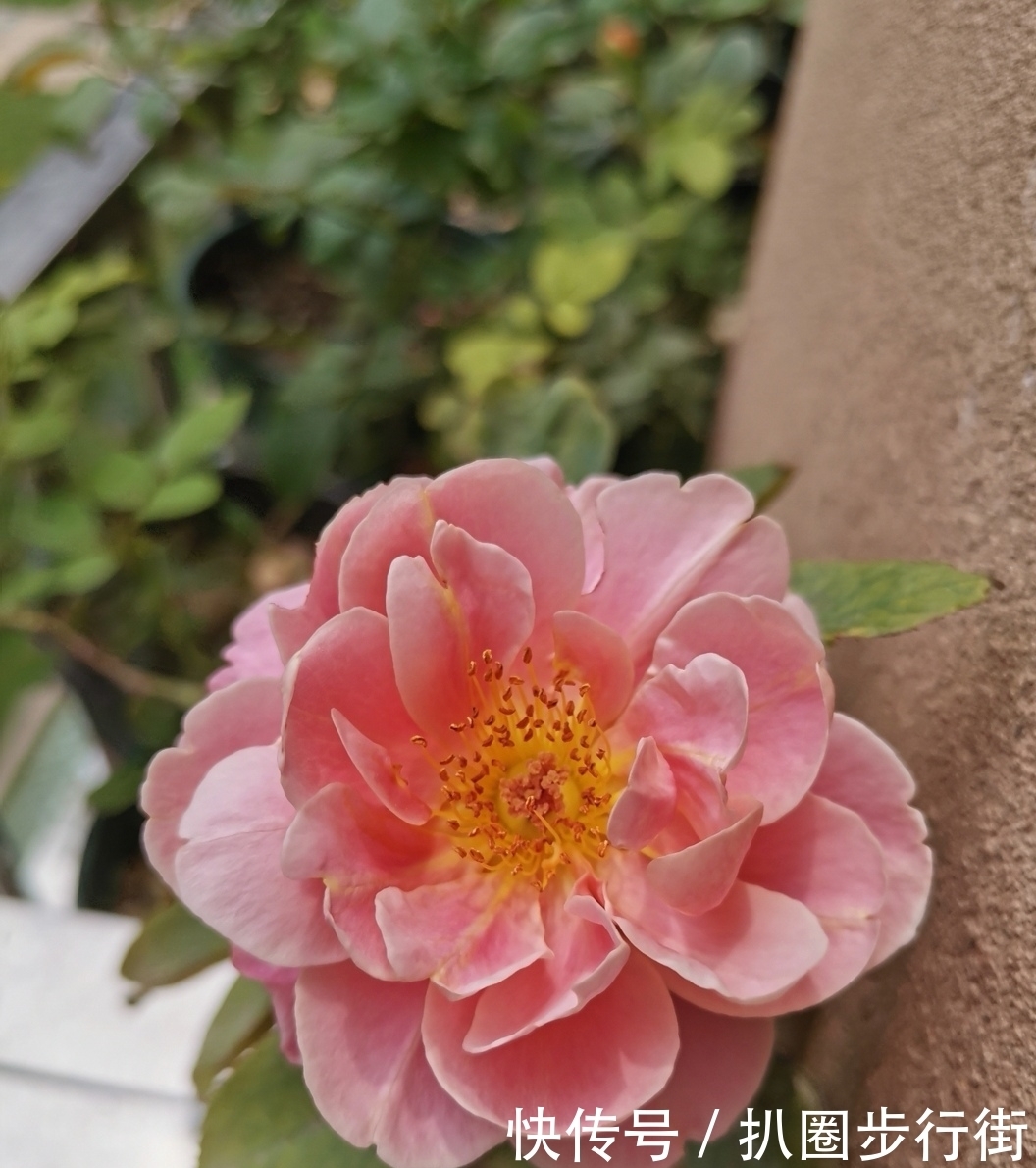 你的那些盆栽月季长得如何？