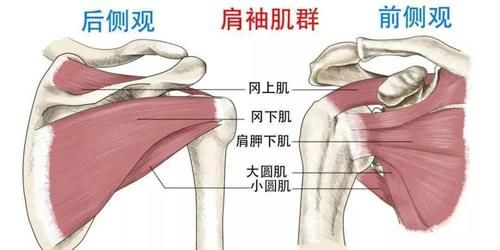 冈下肌|上肢肌肉的解剖，功能、起止点，介绍！（干货收藏）