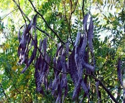 这个树农村遍地都是,浑身都是宝,用它洗头又干净又健康