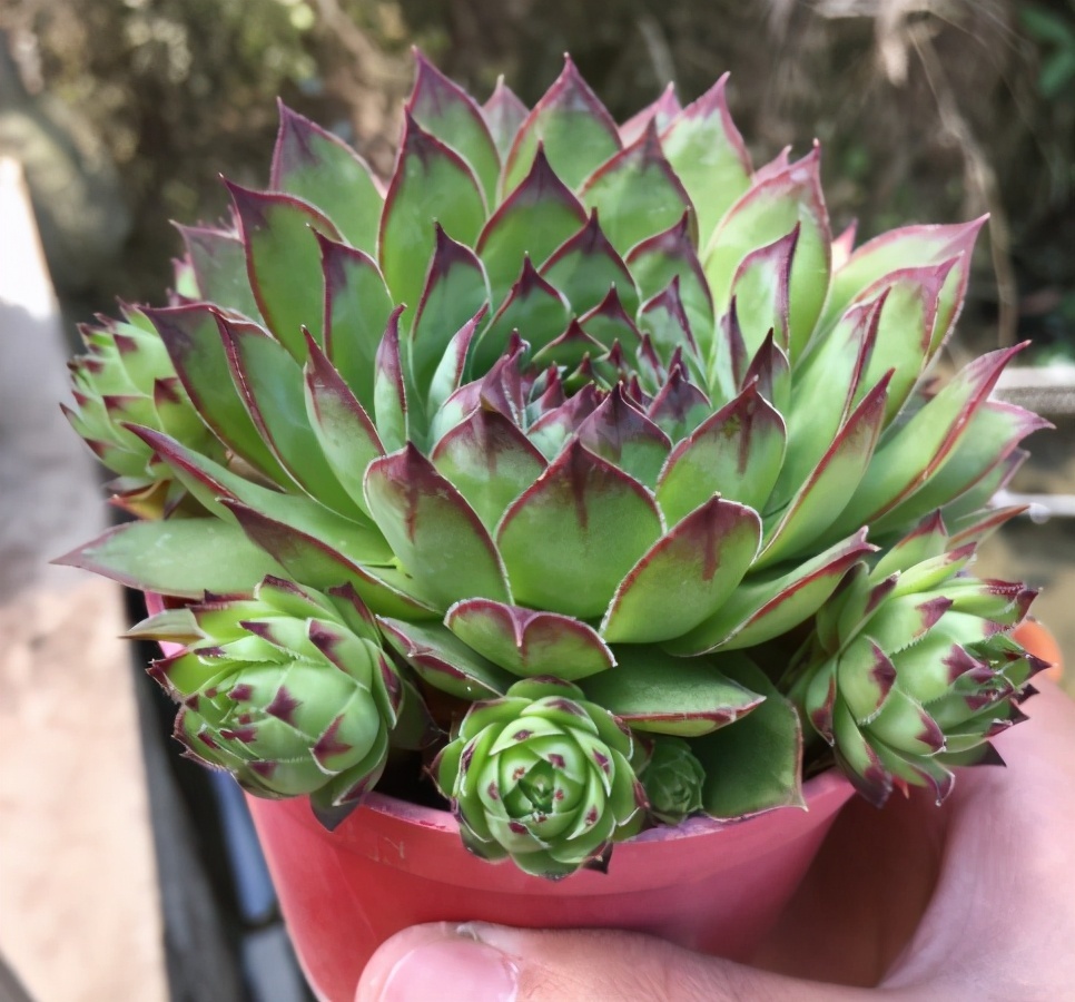 都喜欢叶插多肉，但是碰到6种，劝你别费工夫，因为成活率太低