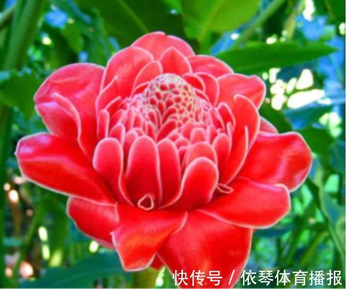 这些小植物，家里随便养一盆，花美色艳，花苞芳香怡人，观赏性强