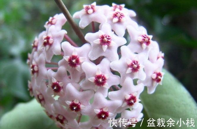 蝴蝶兰|从8月16日开始，家养此款花卉，个个花开爆满盆，花开美艳绝伦