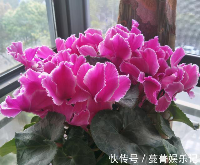 春季|4种花被称为“夏必死”，没有大棚环境，新手春季最好不要买