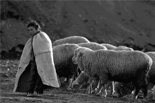 发现|羊意外丢失,寻找过程发现日军“宝藏”!足足运了13辆卡车!奖励了什么?