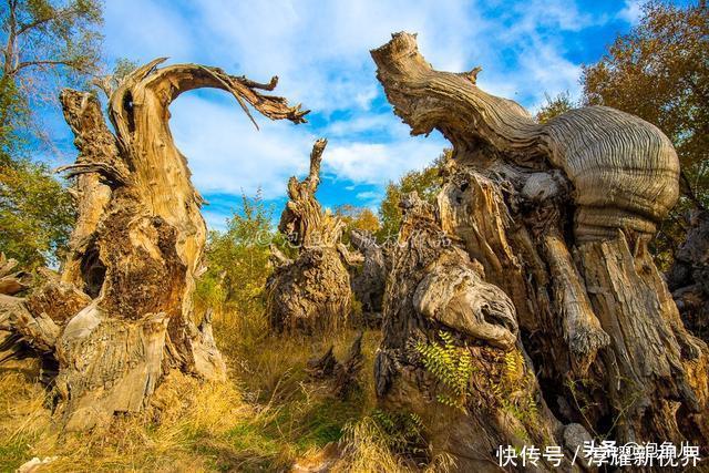 烟花|藏不住了！新疆发现全球最大沙漠胡杨林，比额济纳还美，游客很少