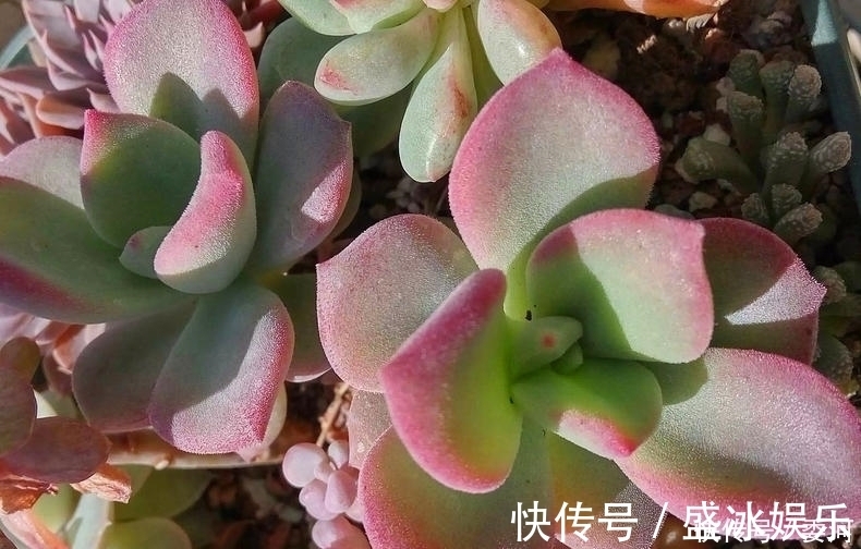 米水|从小就喝洗米水长大的多肉,快来看看来自多肉的强势“逆袭”!