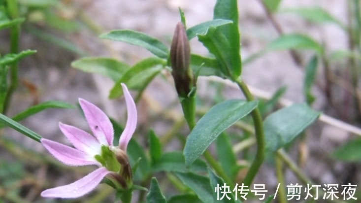 半边莲|一种野草花开像“莲花”,它好看还是好药材,只是如今少见很稀罕