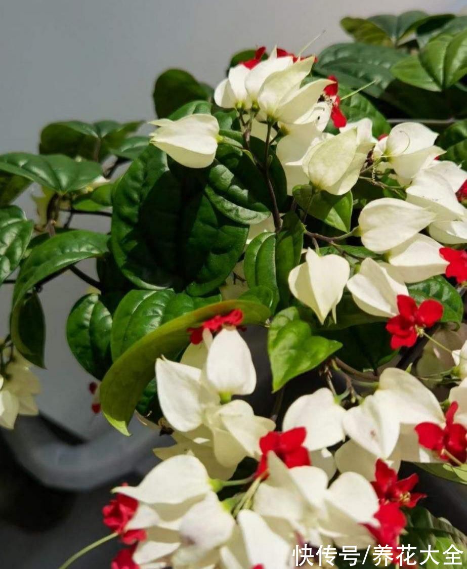 图鉴|100种常见花图鉴，图文并茂非常详细，收藏起来慢慢看