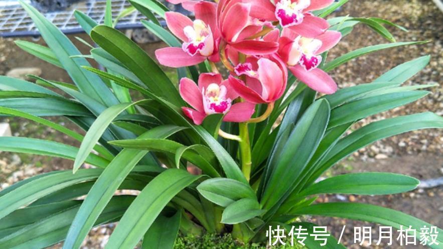 兰花界|兰花界的“奇葩”红贵妃,堪称盆栽佳品,养1盆四季开花