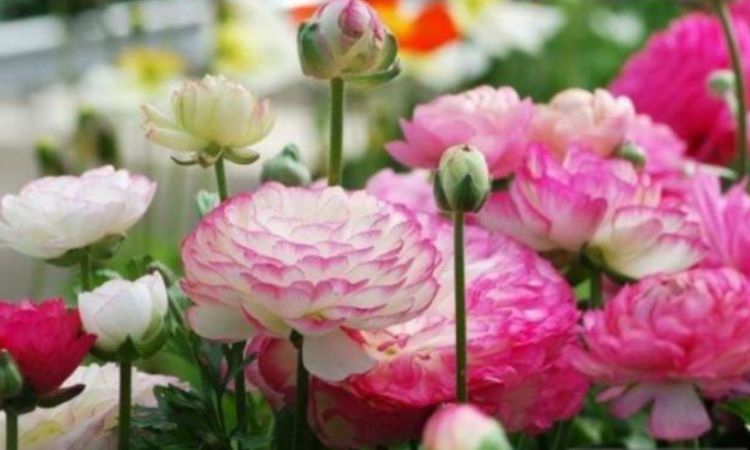 几种花是懒人的最爱,开起花来“拦”不住,美不胜收,你养了吗