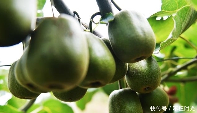 肝中毒素|肝病都会害怕的4种碱性水果,夏季吃多它,轻松排出肝中毒素!