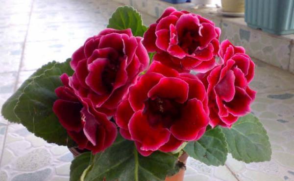 这些花不用太多光,放在家里的阴处养,开花大朵真漂亮