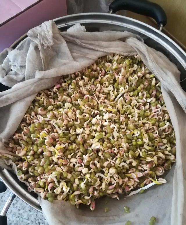 丢一把种子到水里,7天冒出小森林,越热越长个!绿植盆栽不用买