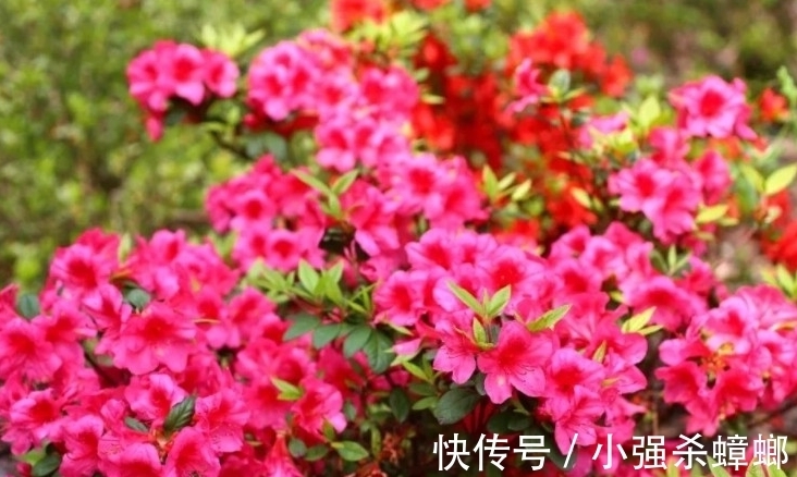 养殖|安酷杜鹃养殖要点与修剪方法,新手也能轻松养爆杜鹃花