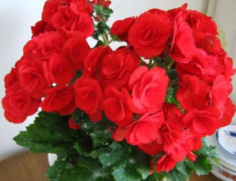 枝条|5种花不用买?掐个枝条就能繁殖一大盆,省钱又实用,好养