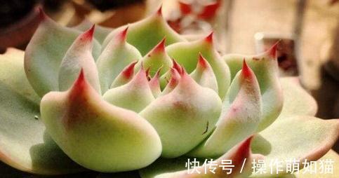 红爪多肉植物的养殖,红爪怎么养才能成为带刺的莲花