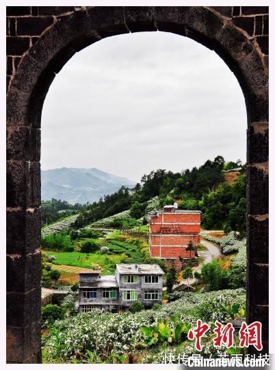 福建|闽浙边界栀子花旅游嘉年华福建福鼎开幕 栀子花海引游人