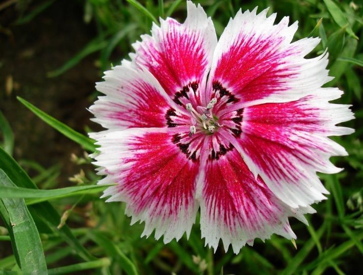 最美的花,花形像绣球,花色绚丽,一年多次开花,值得拥有