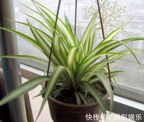 家里和办公室基本上都有的吊兰，你了解多少，真的会养吗