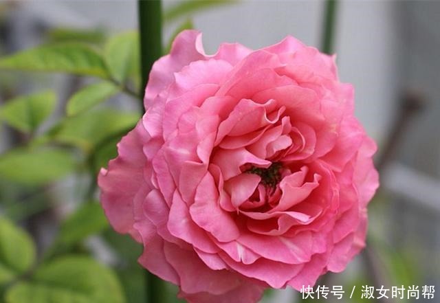 那些被煽情的文案打动,集齐了四系列月季的,你们后悔了吗