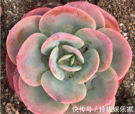 喜欢菊花,不如养盆“精品玫瑰”奥古斯玫瑰,似清新美人,美极了