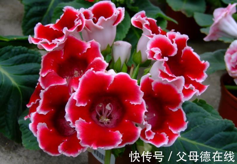 适合冬天的6种盆栽花，皮实好养颜值高，香味清新超迷人