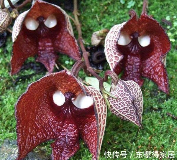 花儿|这些带着面孔的花儿,简直是花卉界的奇葩!奇花异草