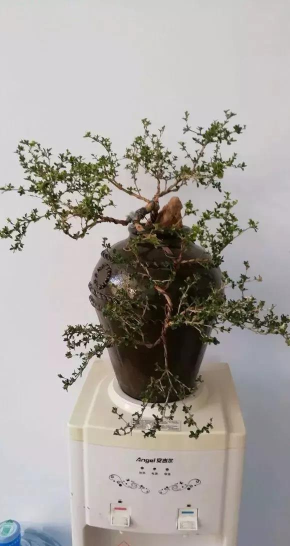 花盆还在买?一找一大堆,1毛钱不花,比买的花盆还要好