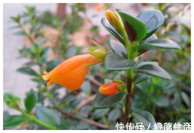 金鱼吊兰|在家养了一盆植物，开花时，周围邻居惊呆了！这盆植物竟然这么美