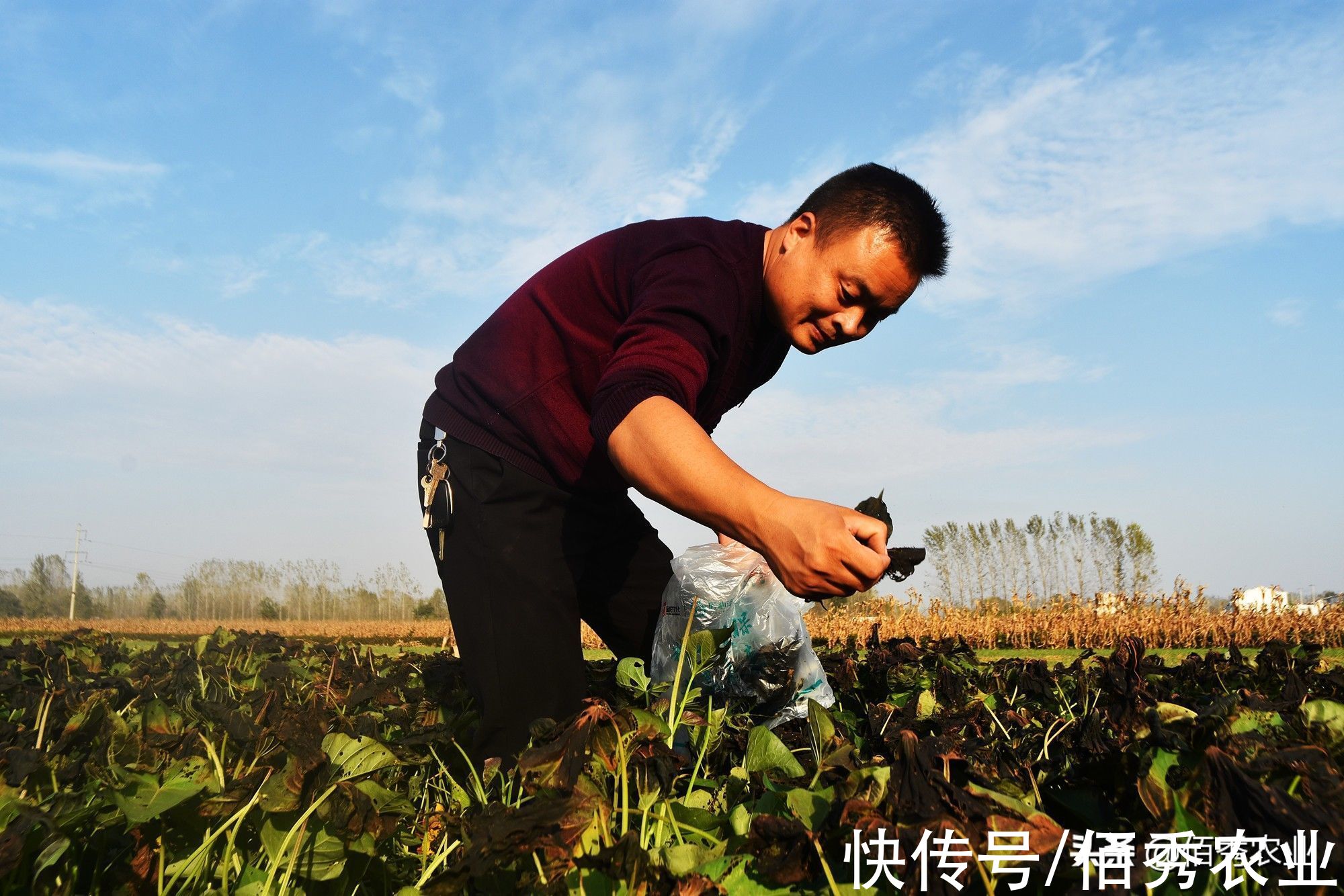 田间的红薯叶,为啥经过霜打之后,就变得好吃了呢?