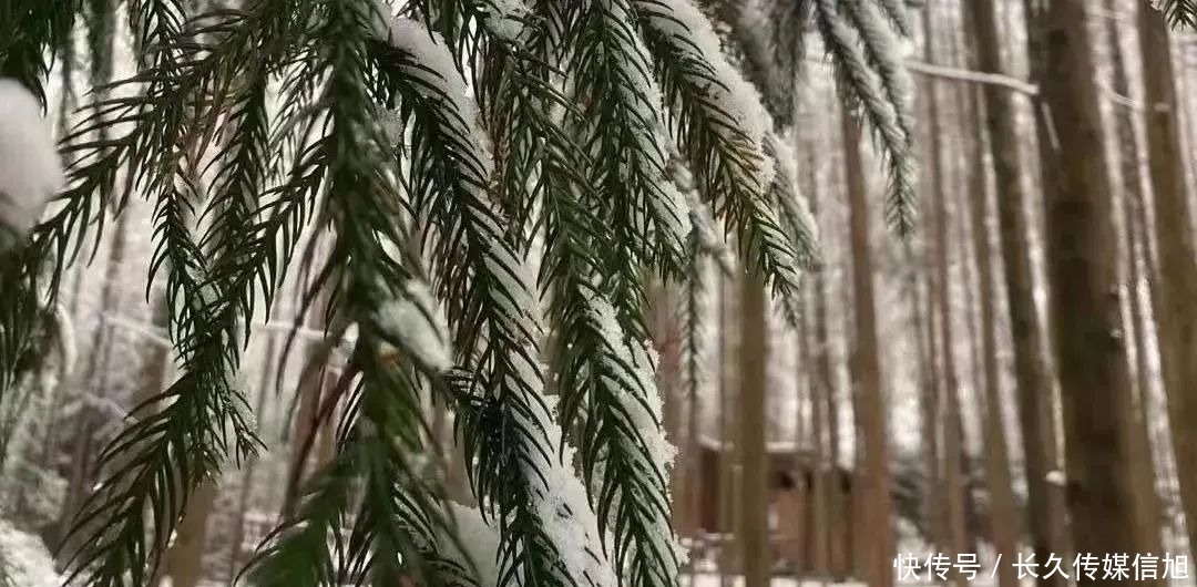 惊艳|惊艳！苍溪九龙山雪景美到cry！