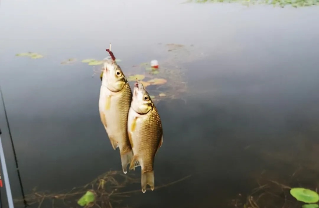 冬季钓鱼的几大误区,看看你在犯哪些错误?及时改正,有机会爆护