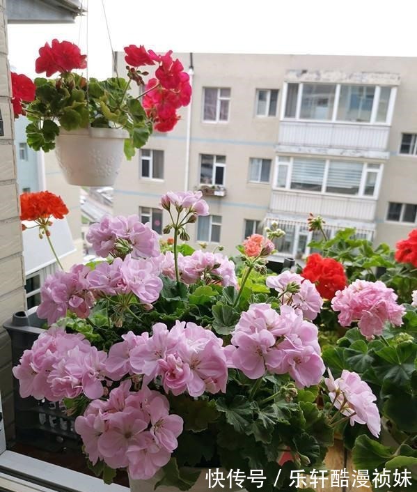 8种“洋气花”，天冷别喷水，不然黄叶、掉花苞，越养越难看