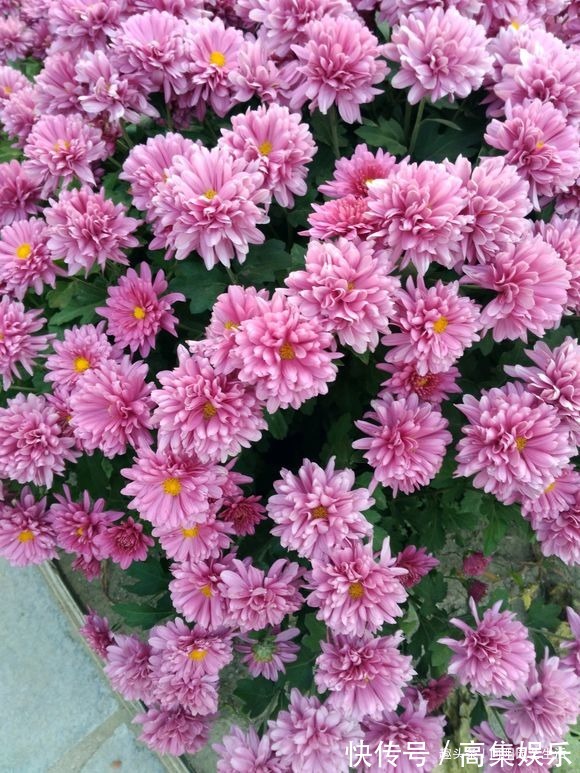 菊花扦插小技巧,20天就生根,容易成活服盆快,来年就能开花