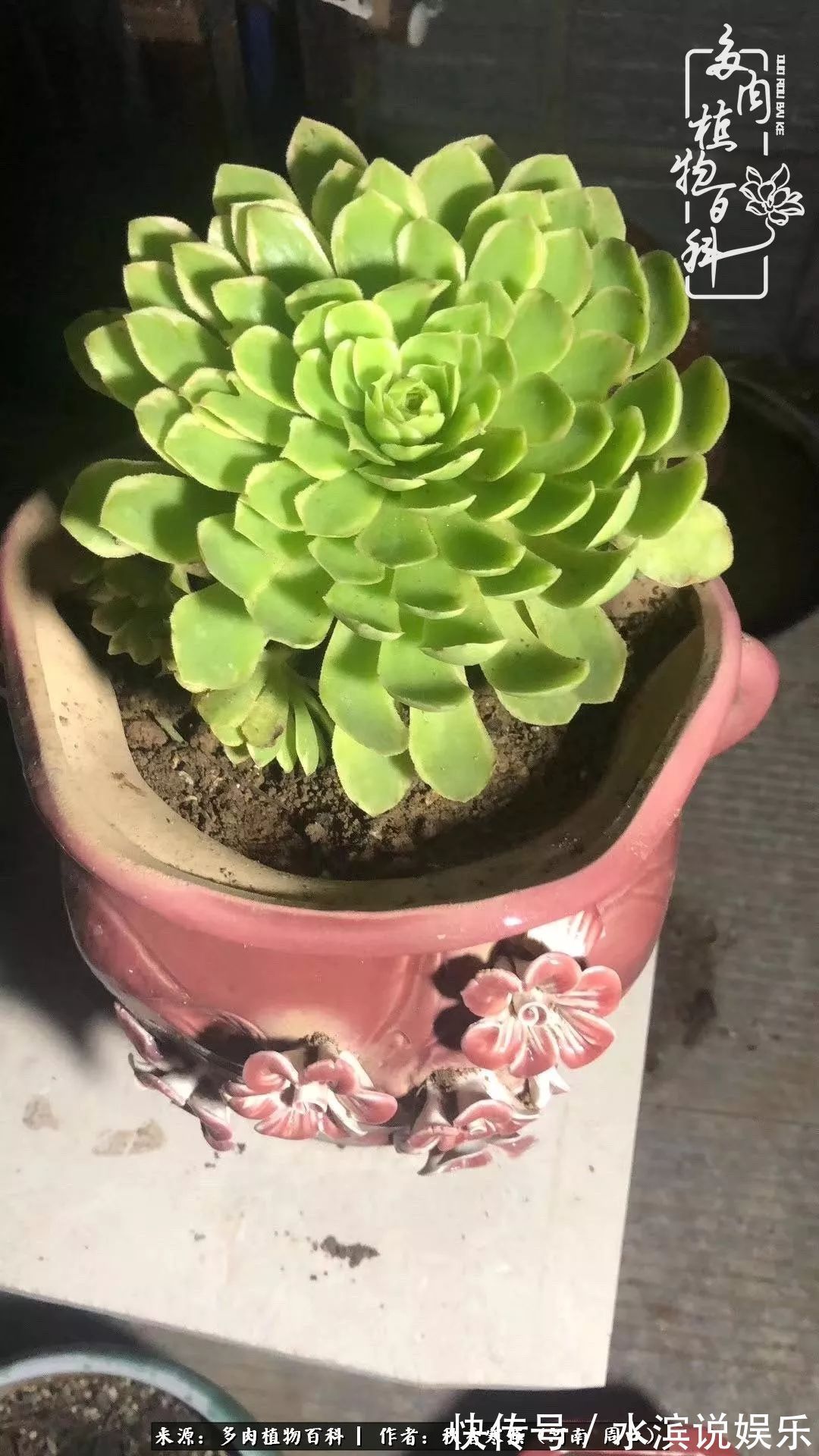 红铜壶|多肉千万种，我独爱法师！爱它的霸气，更爱它的华丽蜕变！