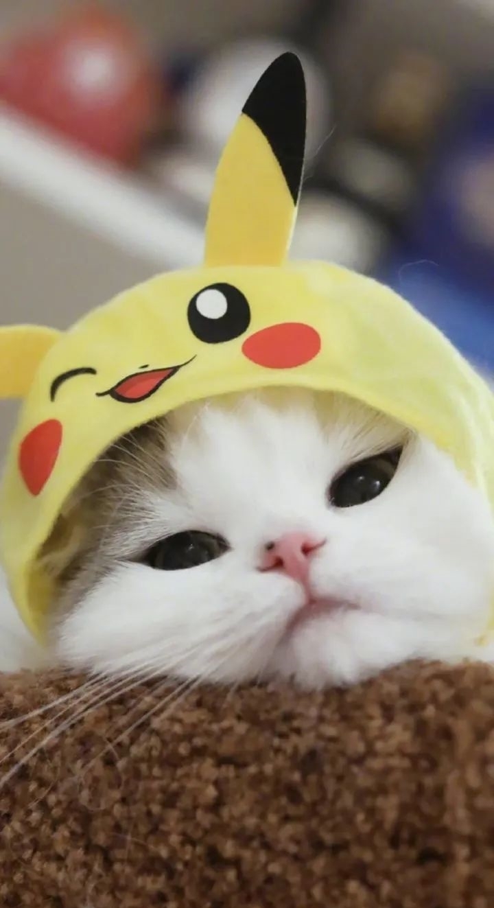 配不上|原来的壁纸已经配不上你的iPhone12了,快来换新的猫咪壁纸