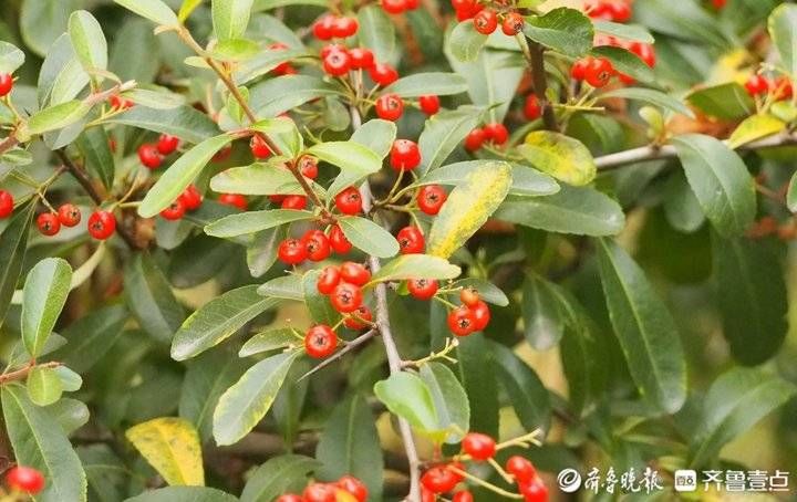 植物园|济南也有相思红豆，植物园初冬一大片