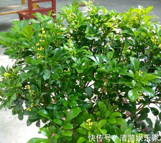 米兰花只有嫩叶，老叶全掉了是怎么回事只怪你过于勤快