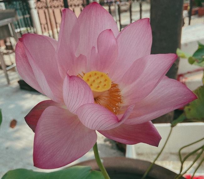 7种花喜欢水,不怕浇死了,浇得越多叶子嗖嗖长,花更漂亮