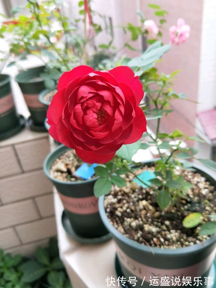 喜欢玫瑰,不妨养盆优良月季“水星王阳台”开花爆盆,神秘而冷艳