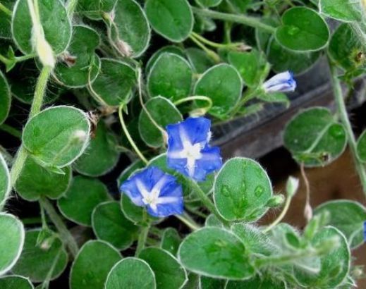 腰腿痛|农村一种常见植物，遇到不要踩踏，做香料炖鸡味道一绝，很珍贵