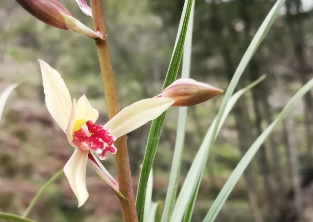 磷酸二氢钾|这样的兰花,无论怎么施肥都不开花,磷酸二氢钾也不行