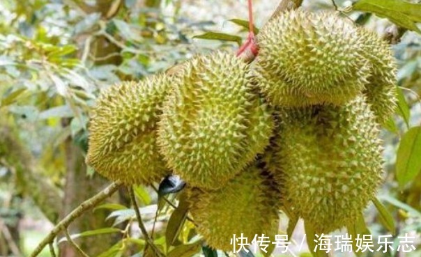 榴莲树|被誉为“水果之王”的榴莲,果农怎样收获优质高产,只需掌握五点
