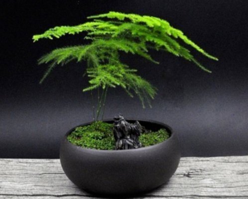 花盆|养好文竹掌握4个要点，轻松告别干尖黄叶，郁郁葱葱一大丛