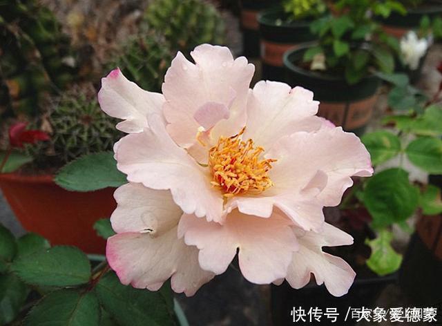 花朵|“河本女士,你的月季飞起来了!”聊聊那些仙到飞起的河本月季