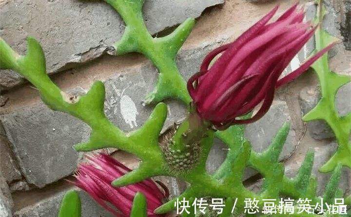 此5种植物，叶子“奇特”又漂亮，养在家里大气、又好看