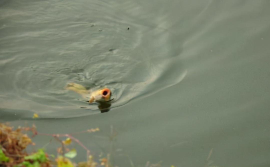 饵料|野钓收获不理想?那是饵料使用错误,这才是野钓用饵的正确方法